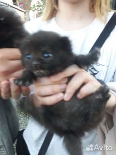 Котята ищут дом