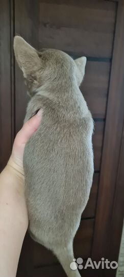 Чихуахуа девочка