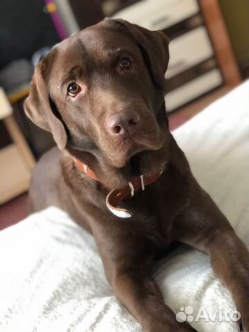 Кабель лабрадор для вязки