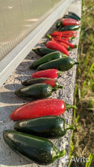 Халапеньо семена перца