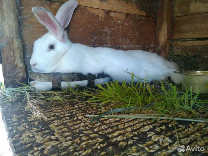 Продаются крупные крольчата различных пород