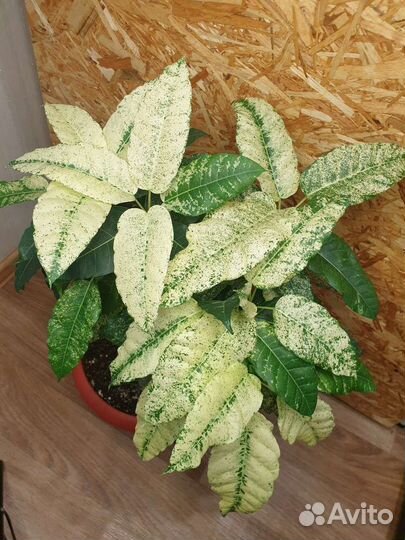 Фикус Алтиссима Нью клон