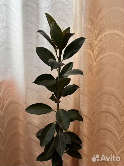 Фикус каучуконосный