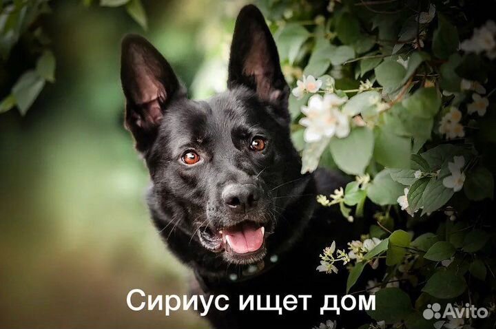Сириус метис черной овчарки в добрые руки