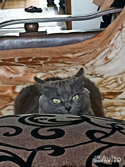 Кошка скрещена британка с обычной