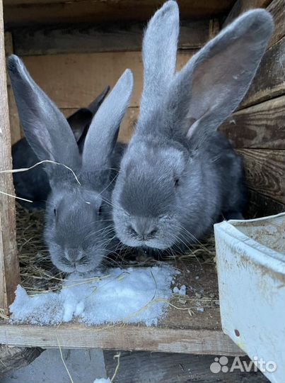 Кролики породы фландр