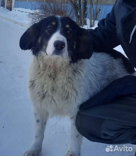 Спаниель метис в добрые руки