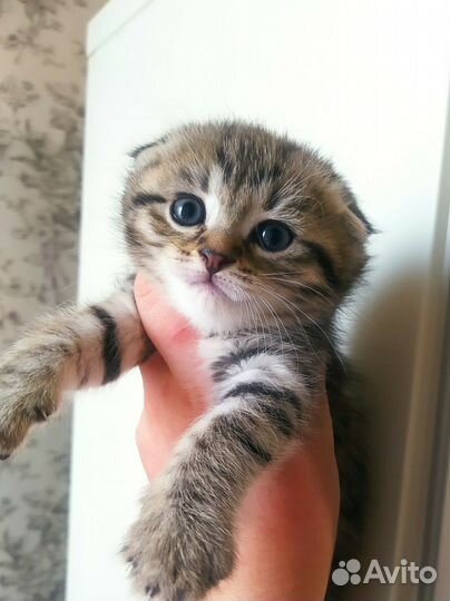 Шотландская вислоухая кошечка