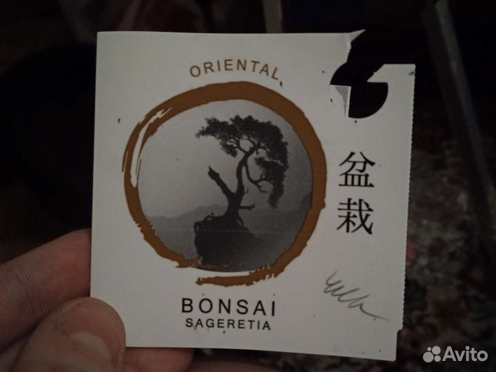 Бонсай сегереция чайная с водопадом