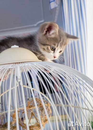 Кошечка породы 