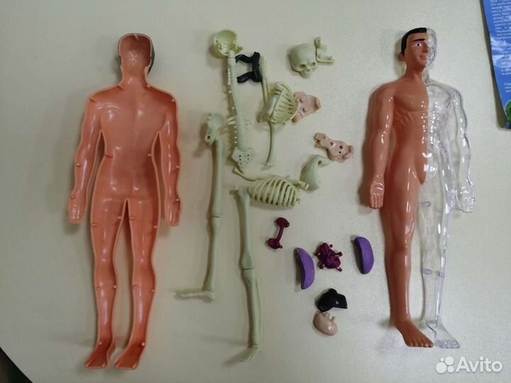 Развивающ. игра макет человека