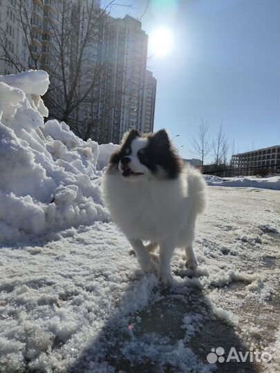 Вязка немецкий шпиц той ищем невесту