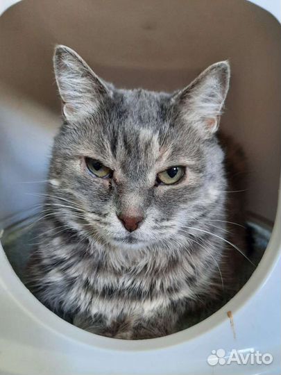 Кошечка Амели в добрые руки