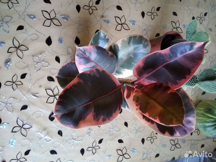 Опунция, фикус