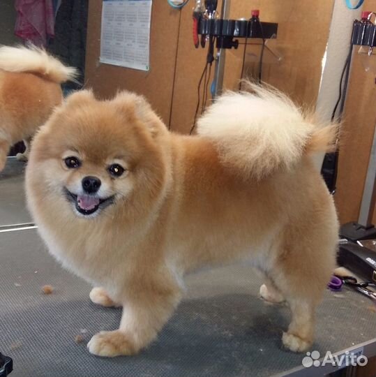 Стрижка собак и кошек