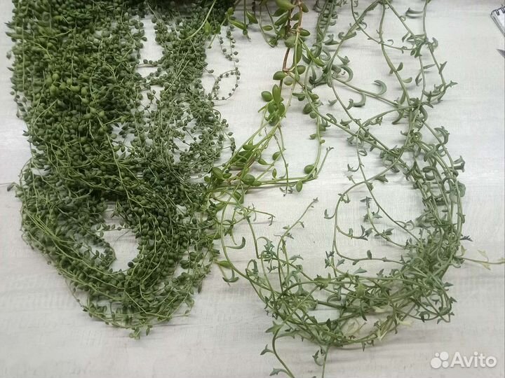 Сенецио в ассортименте