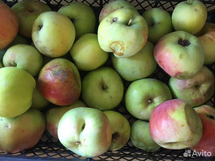Груши, яблоки