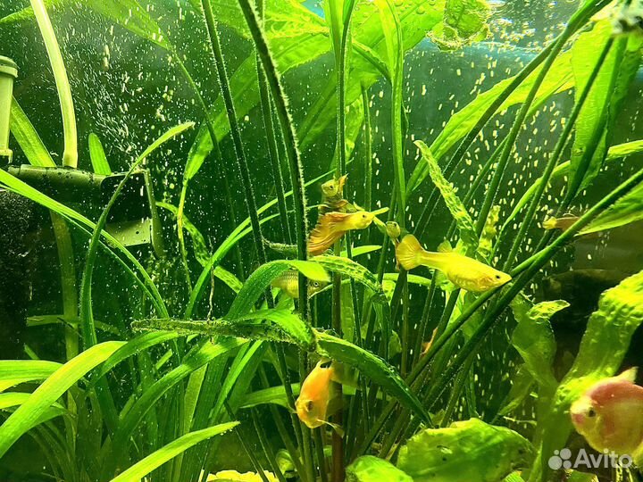 Аквариумные рыбки
