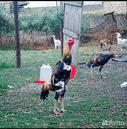 Бойцовая птица