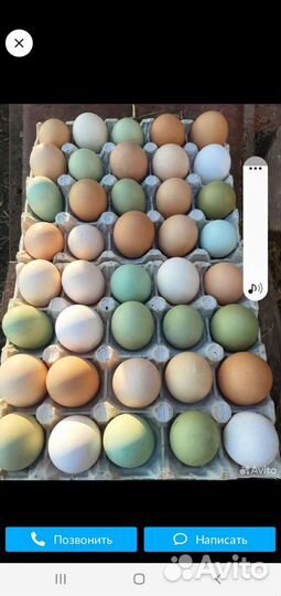 Яйцо инкубационное