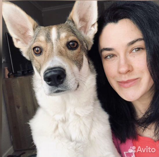 Зоотакси и выгул для Вашего друга