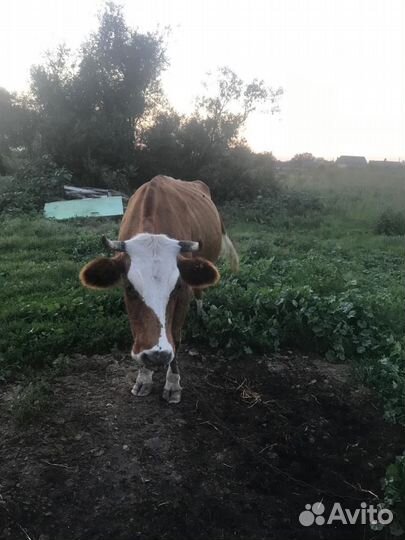 Корова дойная молочная