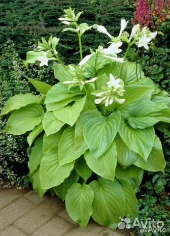 Хоста подорожниковая