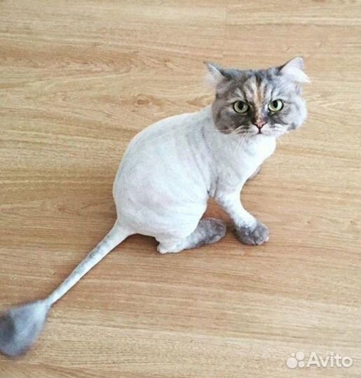 Стрижка котов и кошек