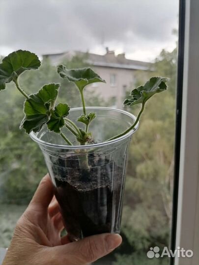 Пеларгония PAC Viva Rosita