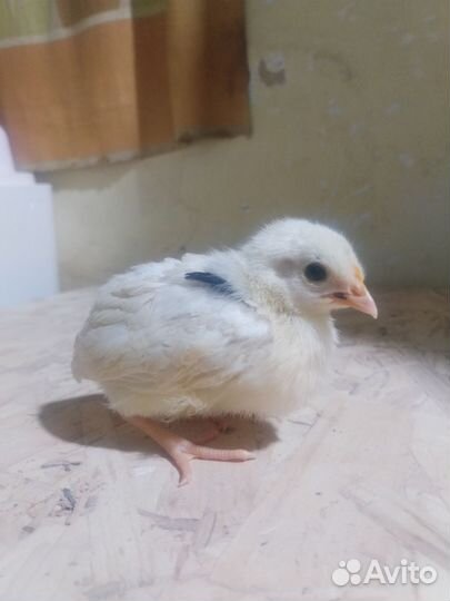 Инкубационное яйцо,цыплята