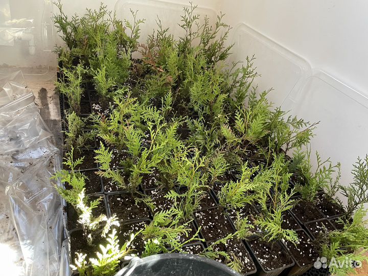 Туя смарагд