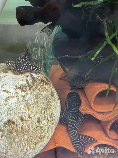 Номерные сомы