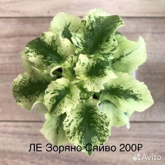 Фиалка пестролистная(детки)