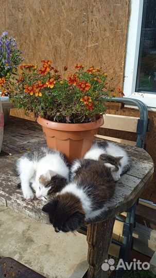 Две прекрасные девочки