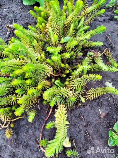 Молочай, чистец, миндаль