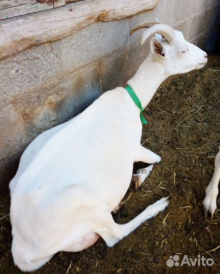 Козы дойные и под покрытие