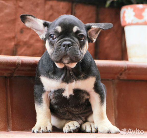 Щенок Французского бульдога мальчик