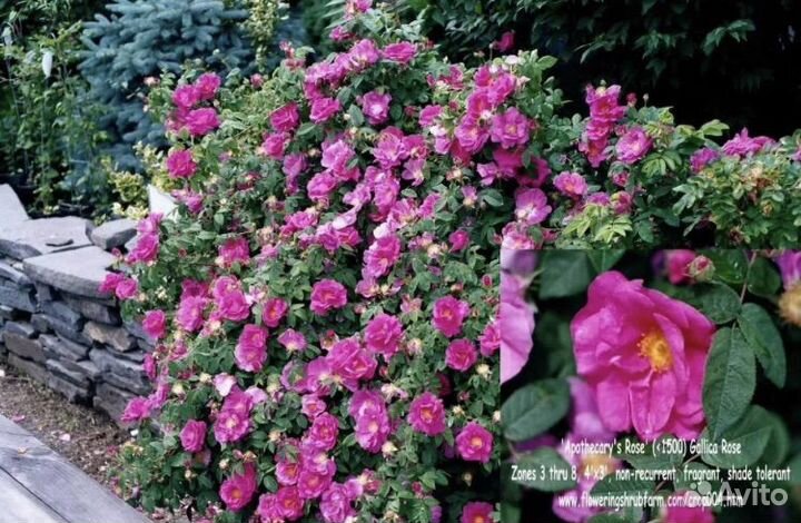 Зимостойкие сорта роз