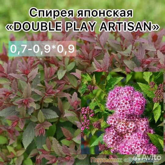 Спирея японская разные сорта
