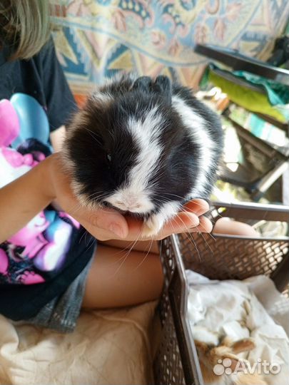 Декоративные кролики