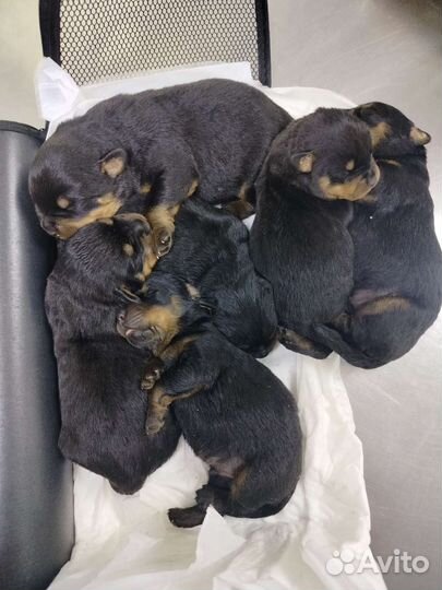 Щенки ротвейлера продажа