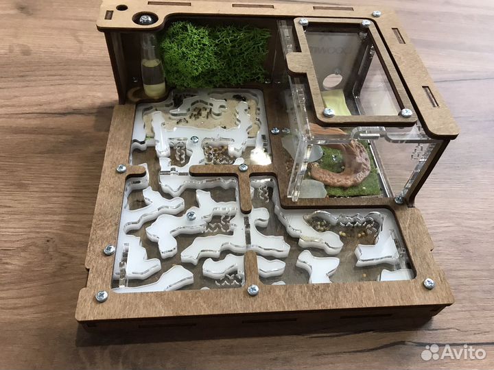 Муравьиная ферма с муравьями