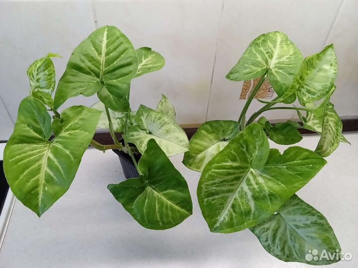 Комнатные растения цветы