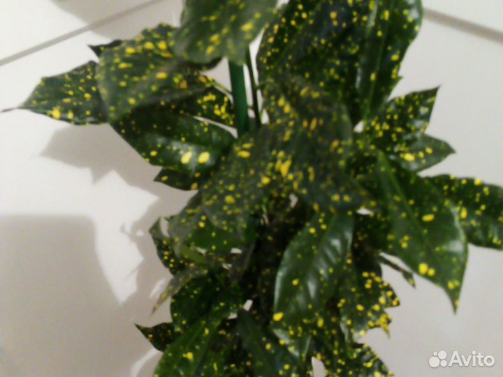 Кротон (кодиеум) взрослый