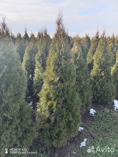 Туя Смарагд Брабант