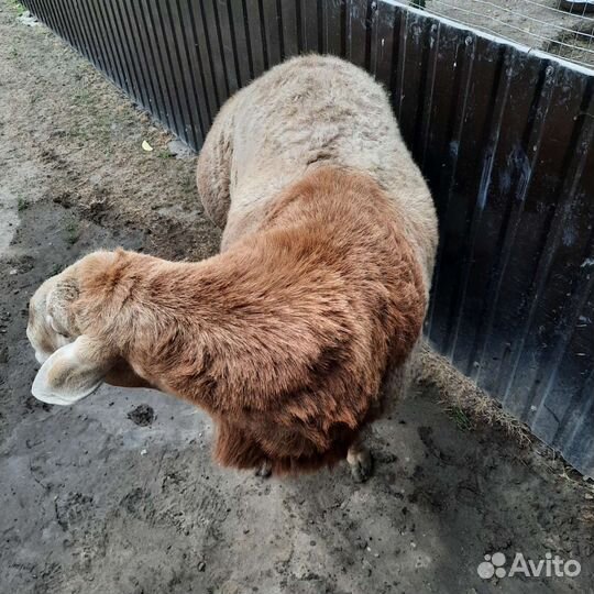 Овцы бараны