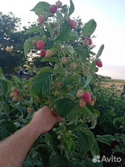 Ремонтантная малина, и летняя ранняя