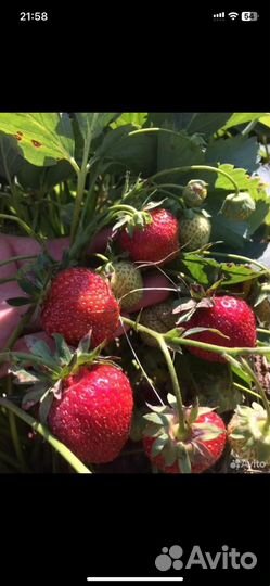 Рассада клубники