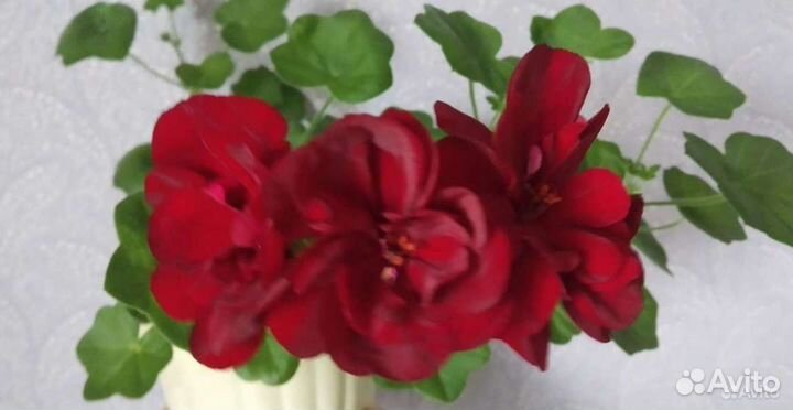 Плющелистная пеларгония