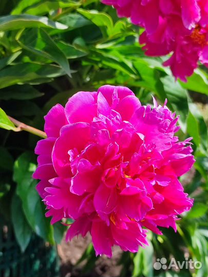 Пионы саженцы